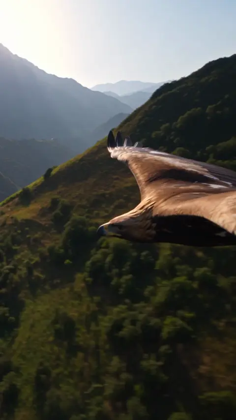 CLIP 1A — GOLDEN EAGLE OVER DAGESTAN Exactly 5 seconds.…